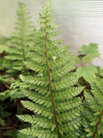 Hardy Fern Polystichum makinoi